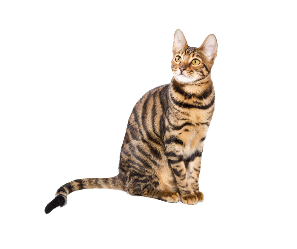 Cat breed toyger isolated on white background. Toy tiger.