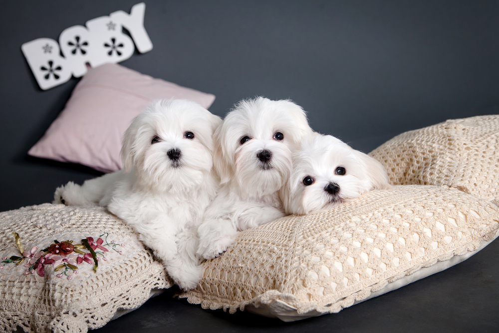 Three white Maltese puppy