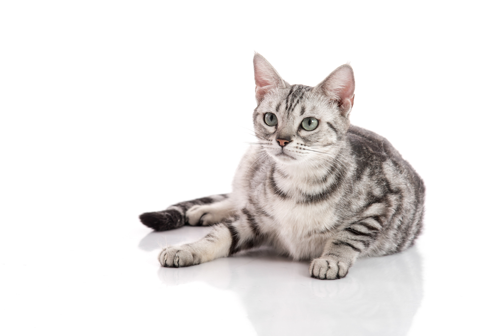 Pregnant American Short hair cat lying on white background isolated