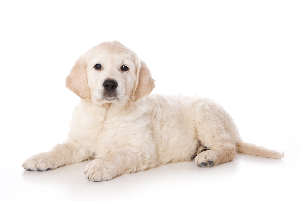 Golden retriever puppy lying and looking at the camera (isolated on white)