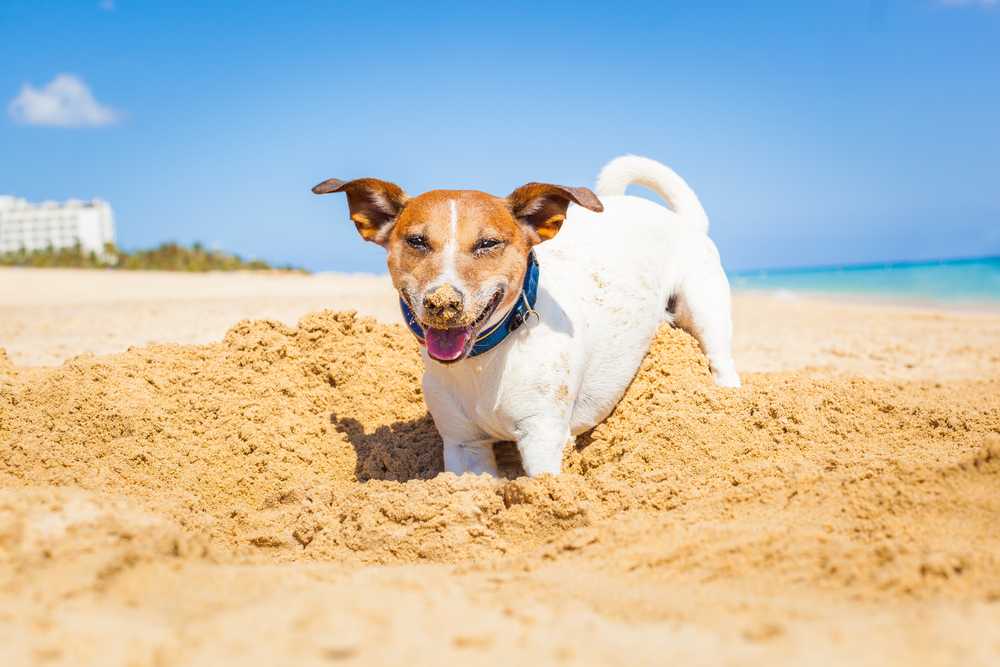 【犬の気持ち】犬が穴掘りの仕草をする４つの理由とやめさせる方法