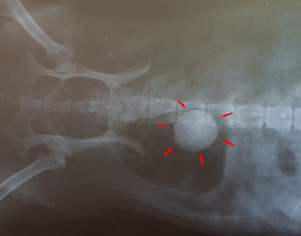 x ray for stone bladder in dog have red arrows marker
