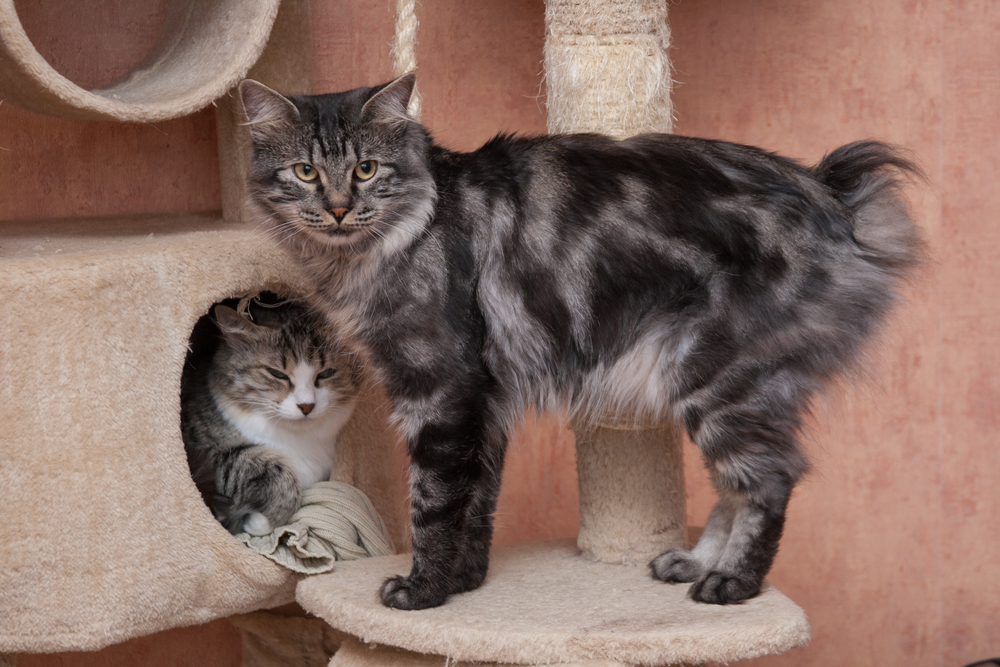 Two Kurilian Bobtail cats