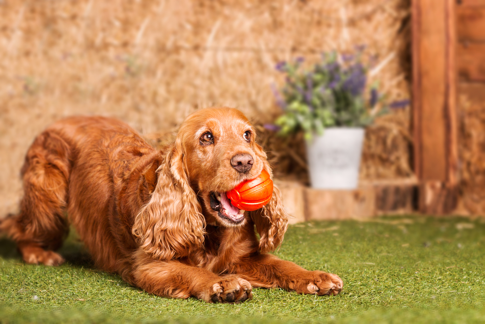 Spaniel playing with a ball