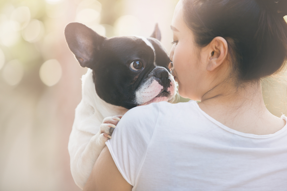 French bulldog is cute kissing girl. She carry on a dog.