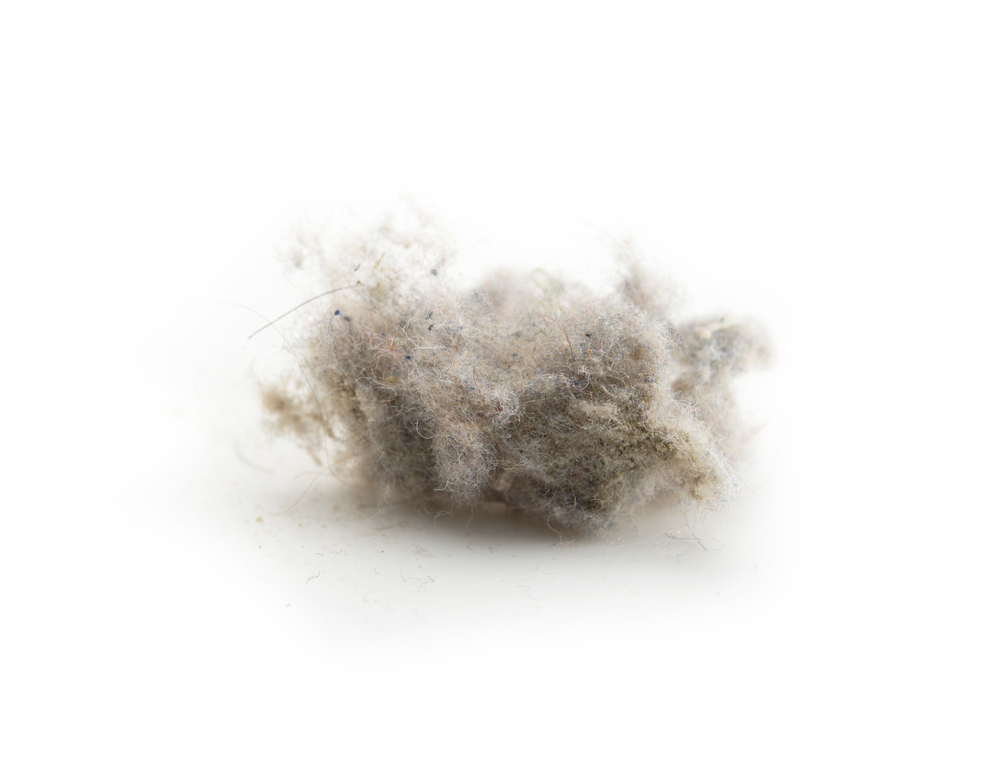 Common house hold dust, high magnification macro, isolated on white.?Shallow depth of focus.