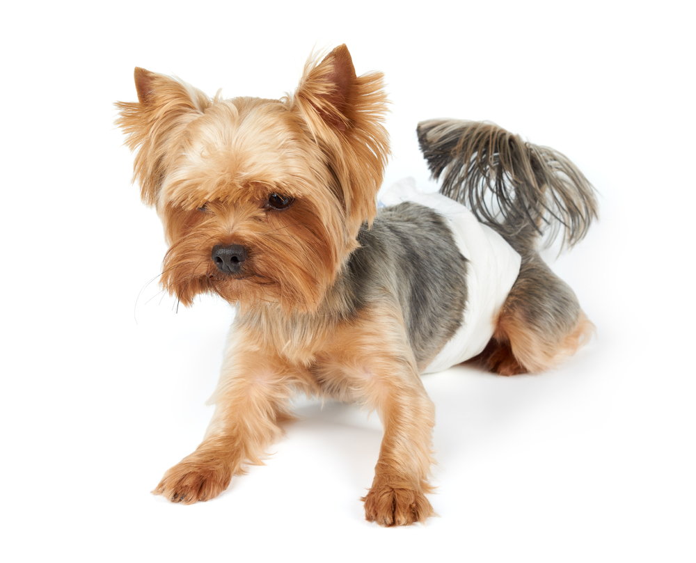 Male Yorkshire Terrier in dog diapers looks down. Isolated on white.                               