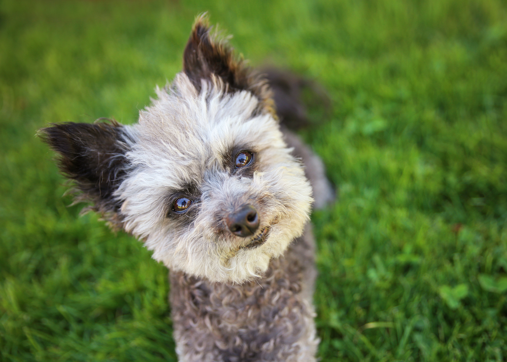 cute poodle chihuahua mix senior female dog sitting in clover grass at a local park during summer in bright sunlight with her tongue hanging out and squinting at the camera (SHALLOW DOF on the eyes)