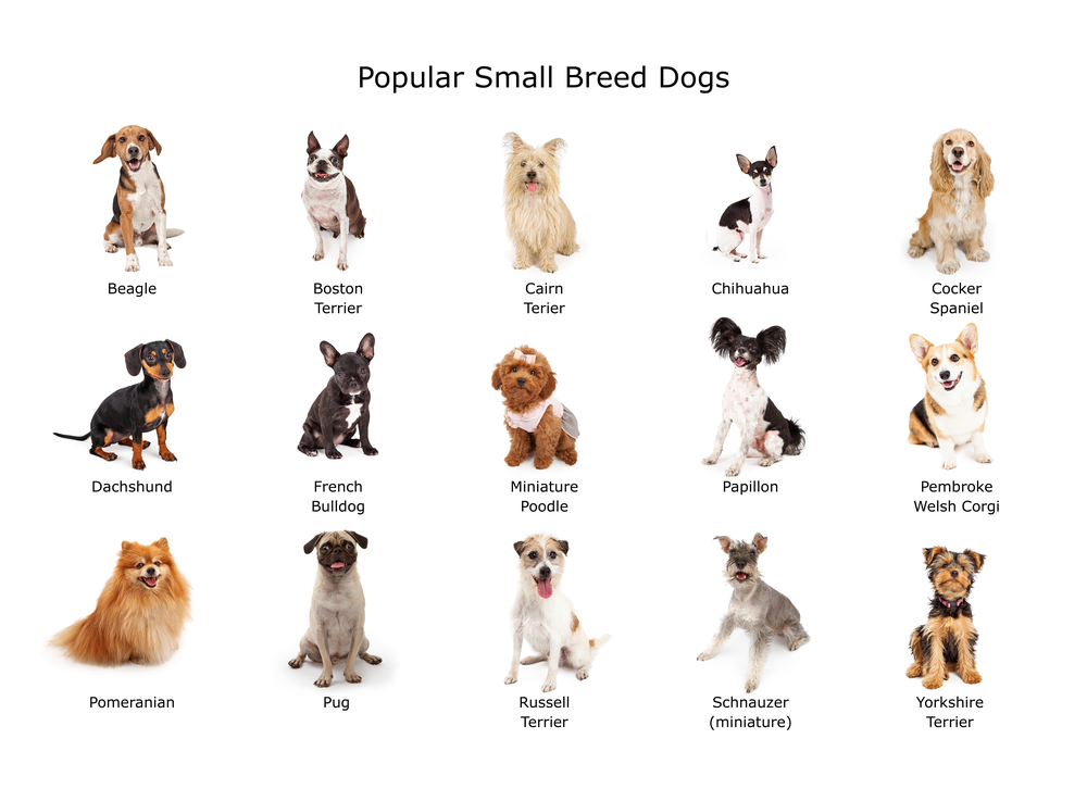 色々な種類のかわいい小型犬たち