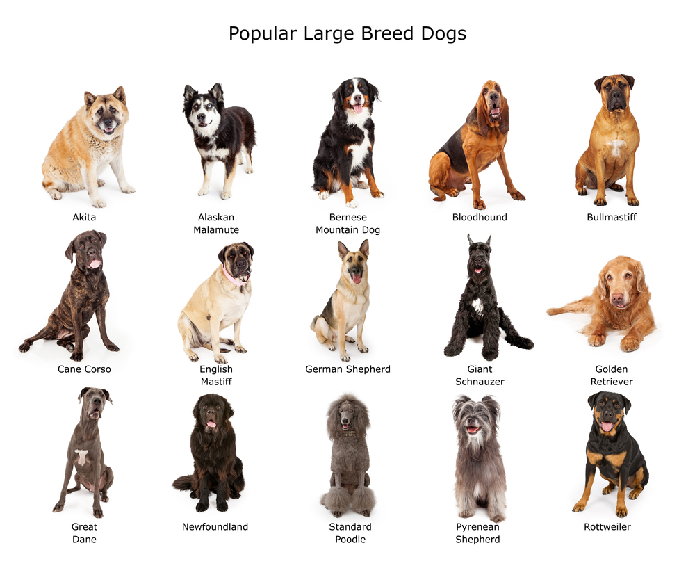 色々な種類の大型犬