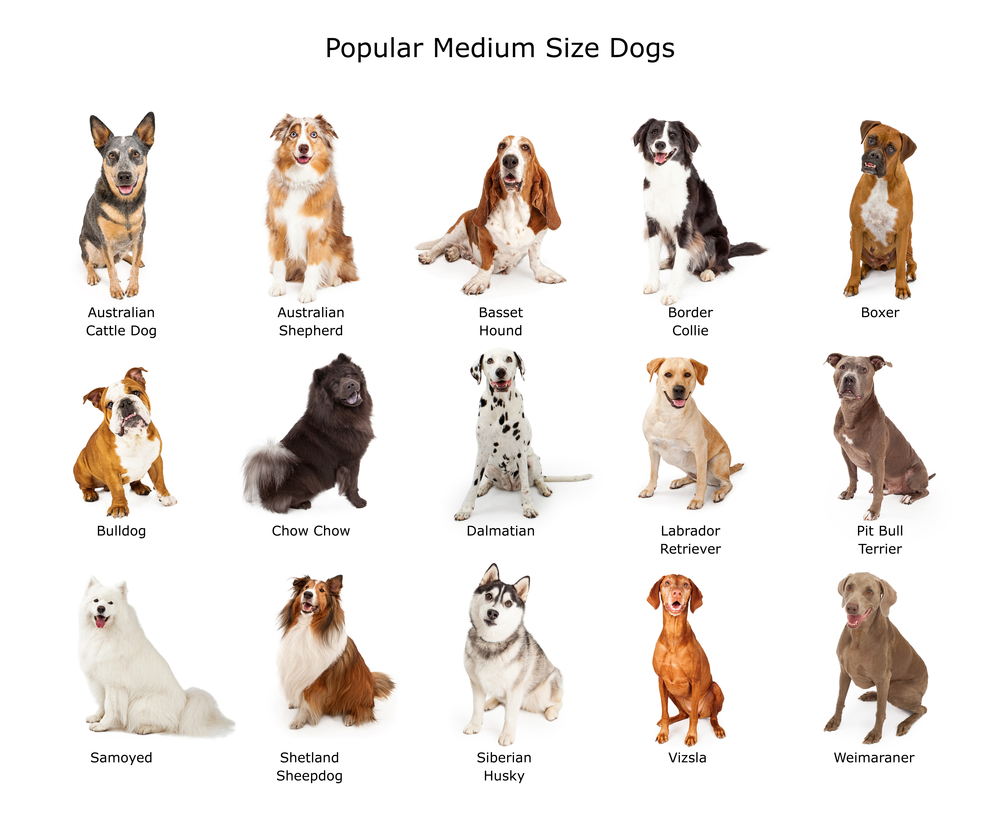 色々な種類の中型犬