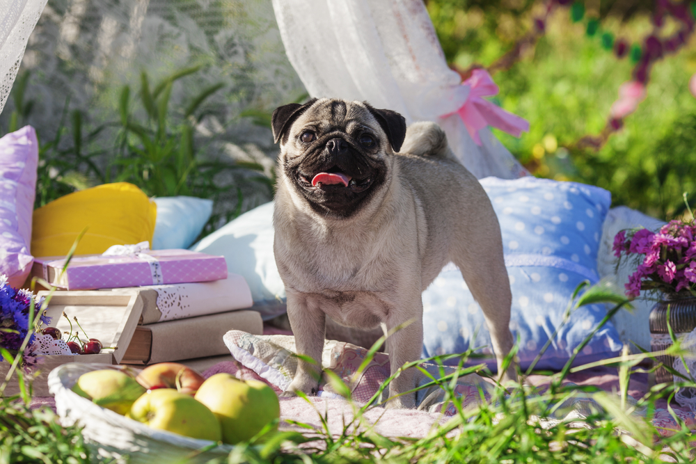 One dog of pug breed with silver color coat standing on a picnic cover in park with green grass on sunny day in summer with flowers, books, apples and pillows around.