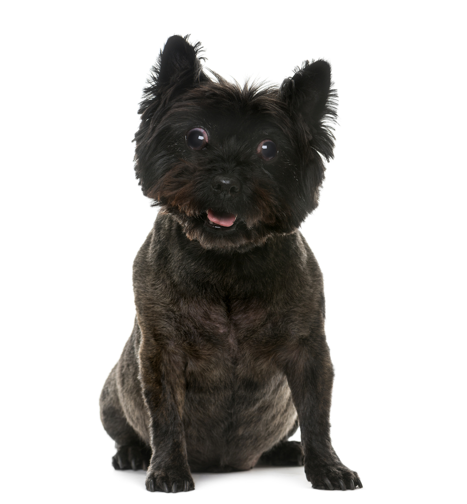 Old blind Cairn Terrier (12 years old) in front of a white background