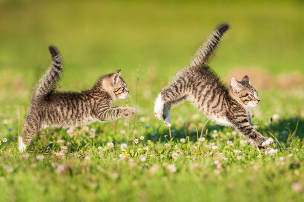 Two little funny kittens playing outdoors in summer