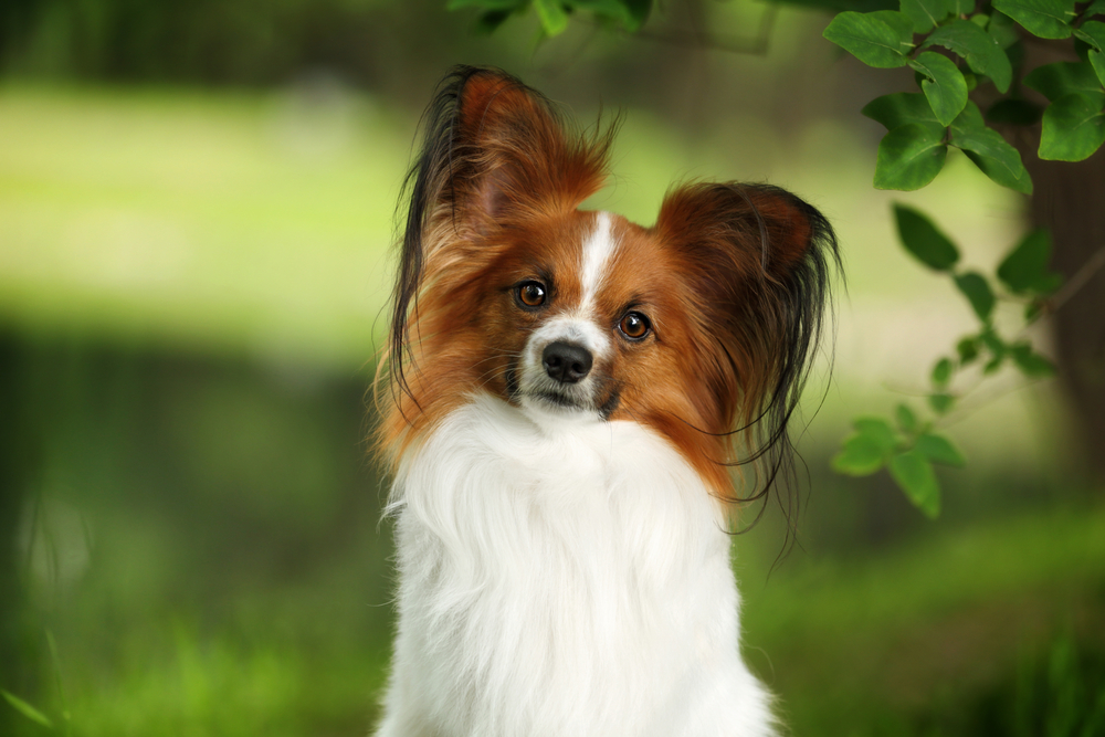 A cute little dog portrait