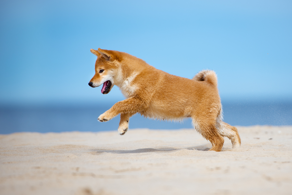 playful shiba inu puppy on the beach