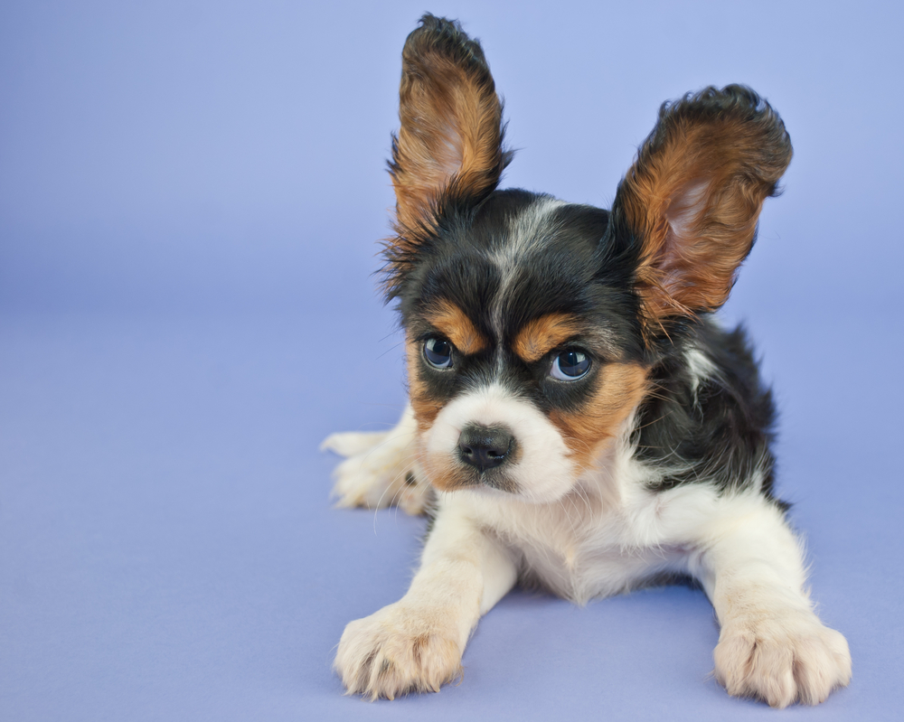 Silly King Charles Cavalier puppy with her ears standing straight up and a mad look on her face with copy space.