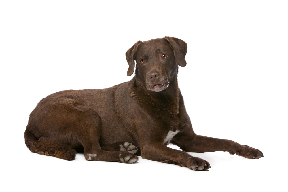 Chocolate Labrador in front of a white background