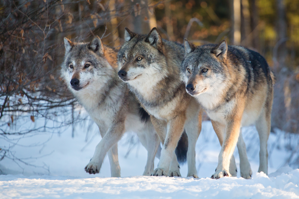 並んで歩く三頭のオオカミ