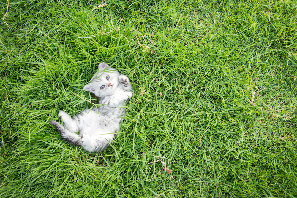 Cute American Shorthair kitten lying on green grass with copy space on right