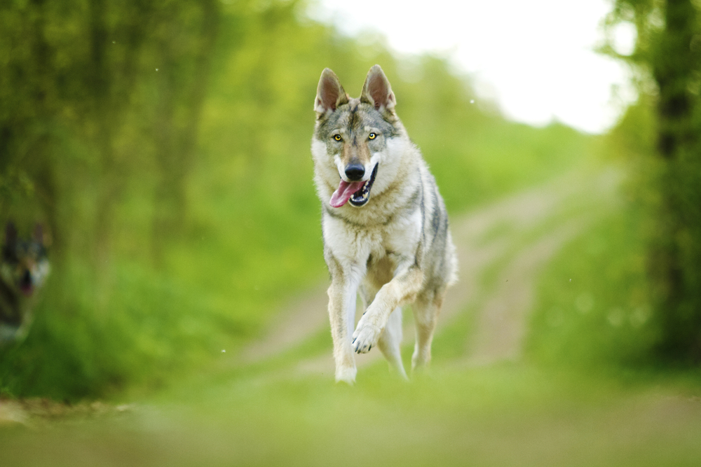 beautiful young Czechoslovakian wolfdog dog Saarloos Wolfhound puppy running and flying 