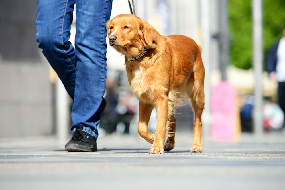 歩き方で犬の気持ちが分かる？5つの歩き方から分かる犬の心理とは？