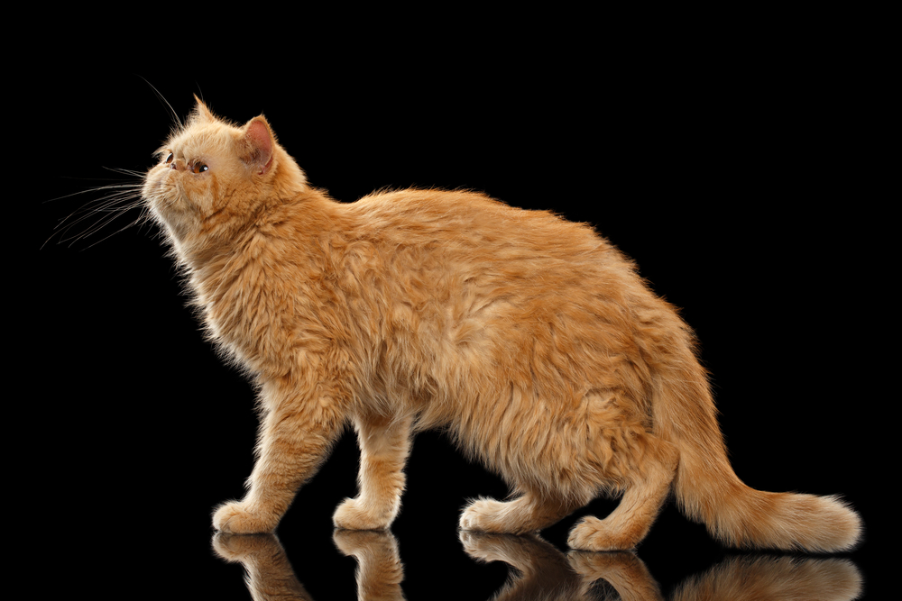 Exotic ginger cat Stands on Black mirror background