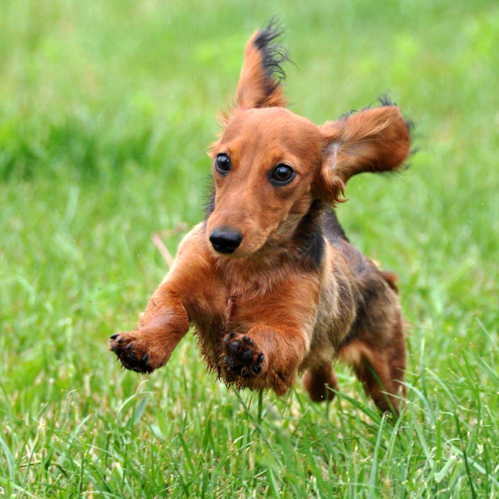 Dachshund dog running