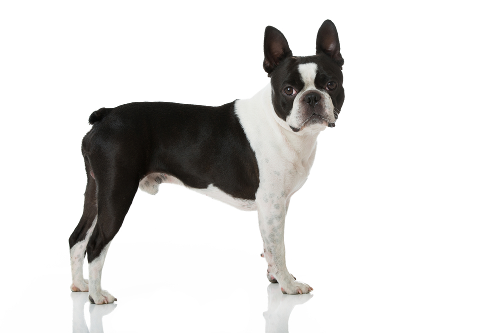 Boston terrier dog isolated on white