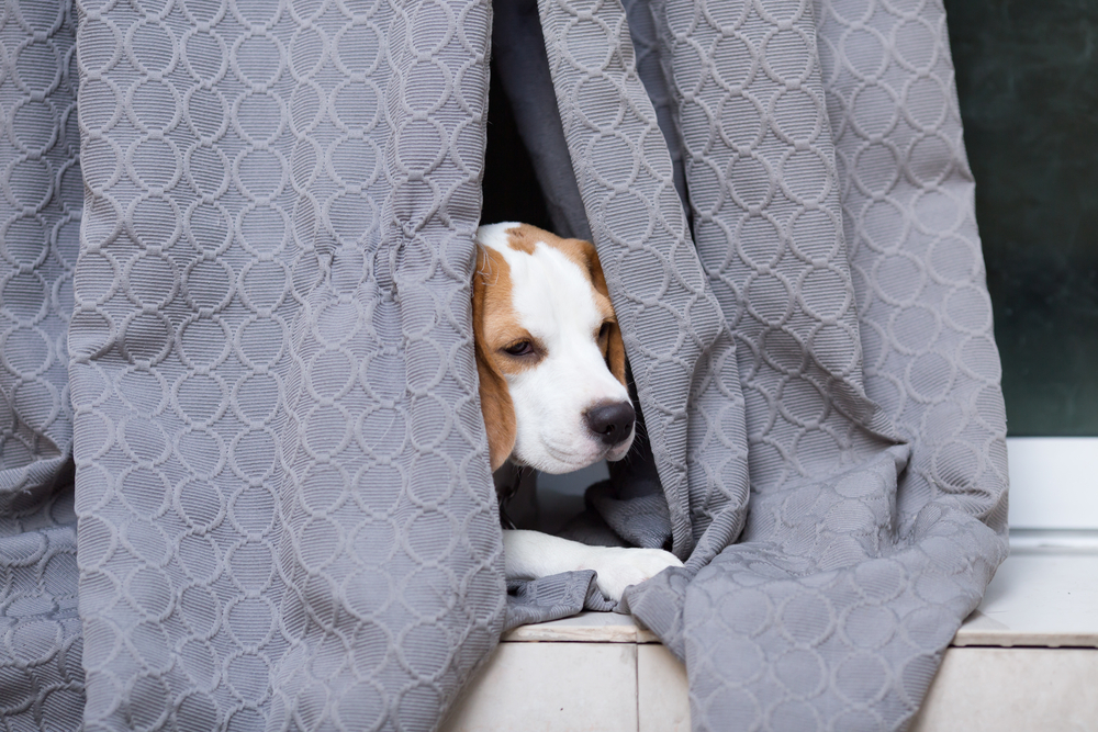 Sweet two color Beagles hiding behind the curtain