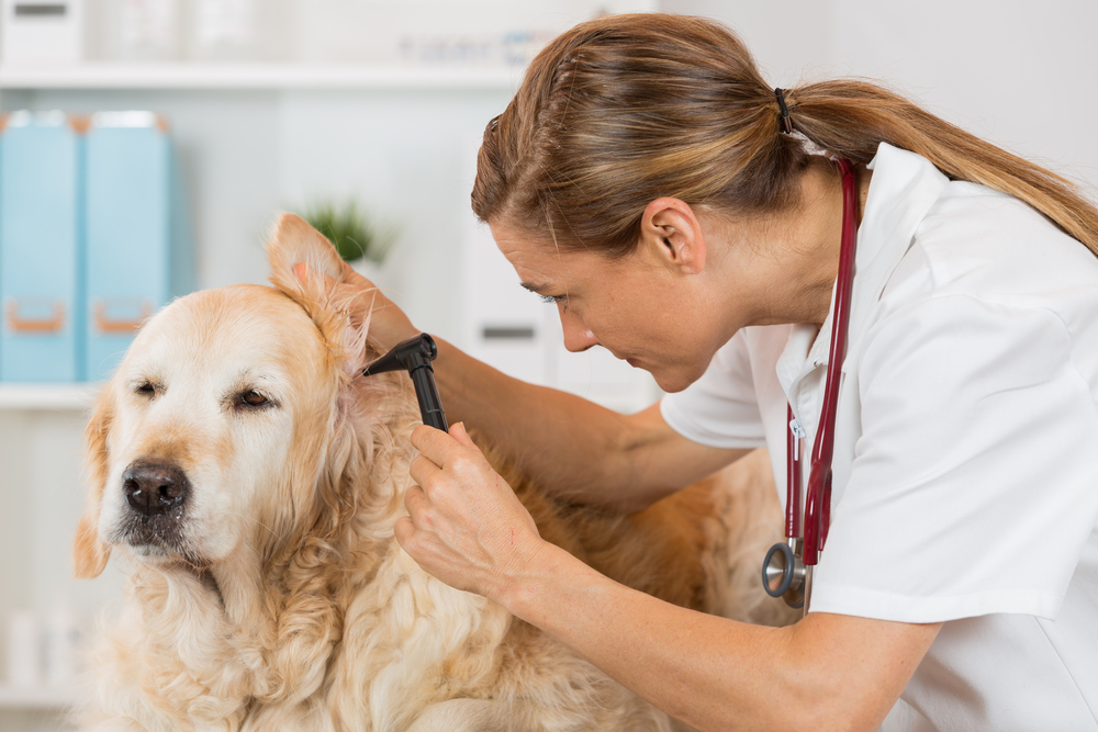 Veterinary conducting an inspection of the ear to a Golden Retriver clinic