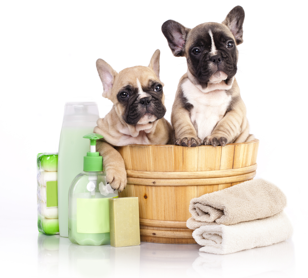 犬も入浴剤を使ってスキンケア？！犬用入浴剤の効果と正しい入浴方法を解説！