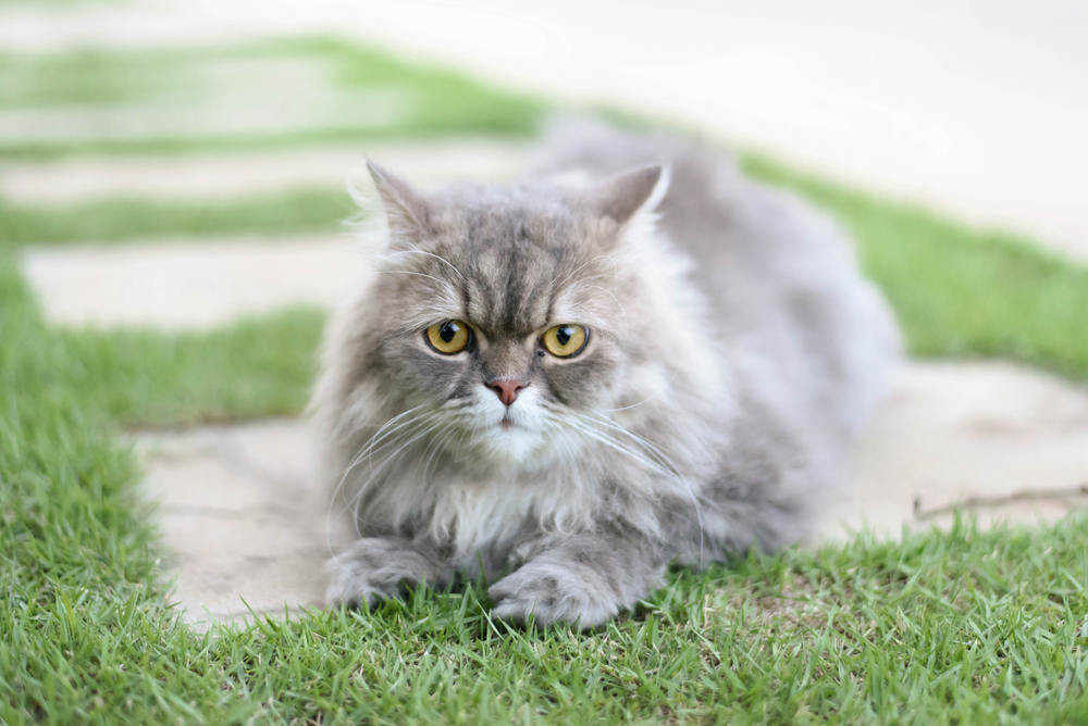 Persian cat relax on green grass
