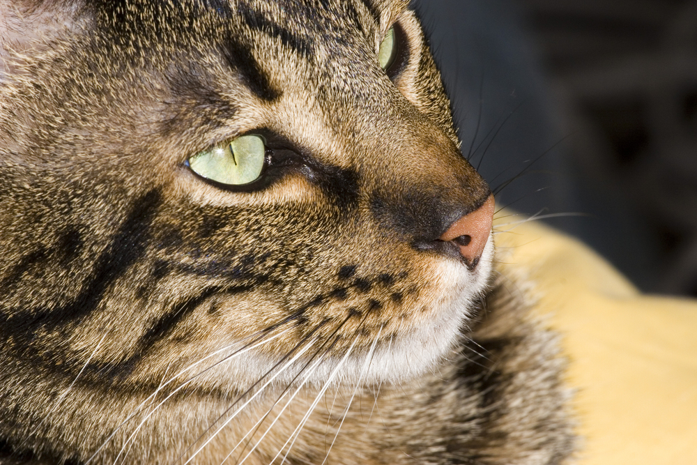 very close portrait to an ocicat cat
