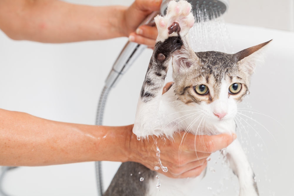 お風呂で体を洗ってもらっている猫