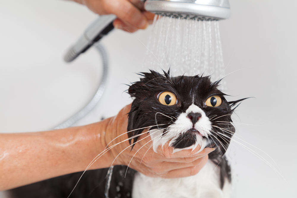 猫をお風呂にいれたい。猫用シャンプーの選び方やお風呂の入れ方を解説！