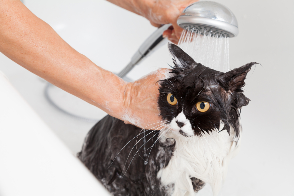 Bath or shower to a Persian breed cat