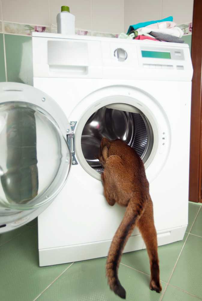 洗濯機の中に入ろうとする猫