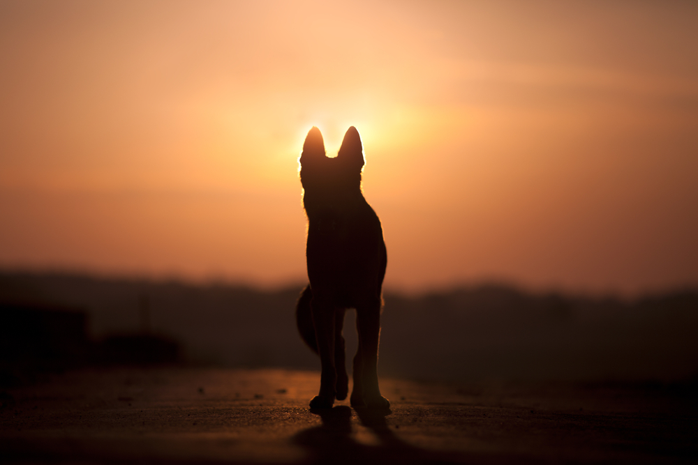 Dog back light silhouette in sunset 