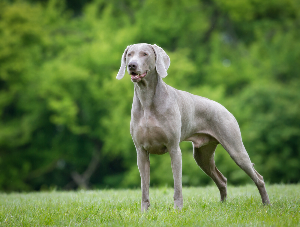 Purebred Weimaraner dog outdoors in the nature on grass meadow on a summer day.