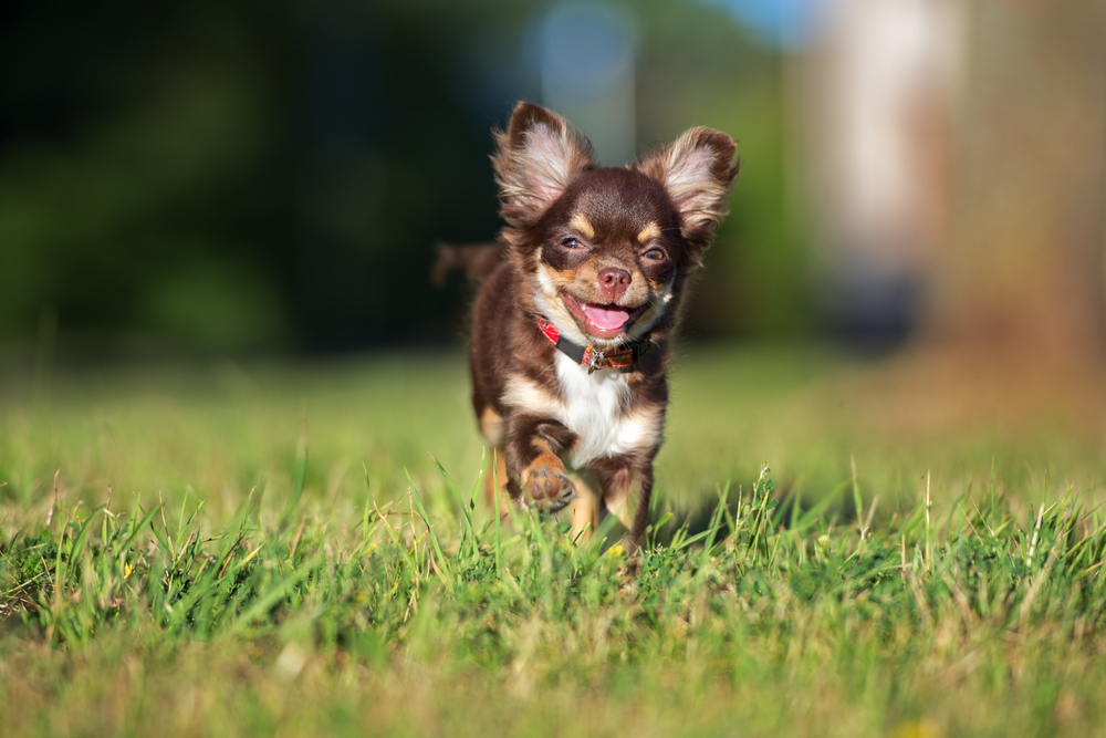 adorable chihuahua puppy running