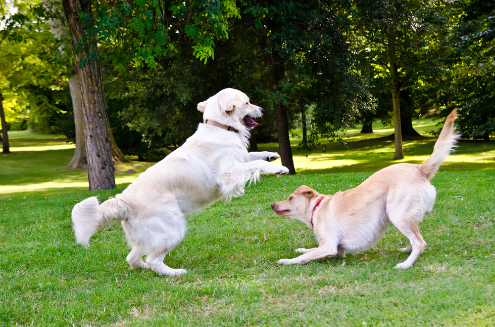 two dogs playing on a green grass outdoors