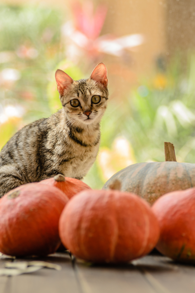little fox tabby cat sitting with pumpkins