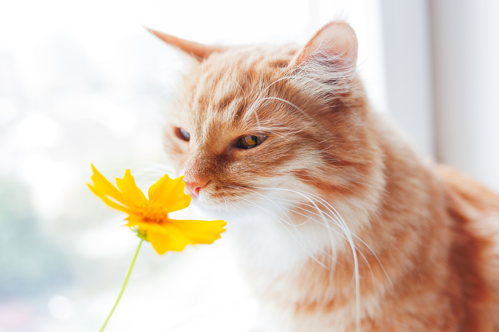 猫の好きな匂いをまとって仲良くなろう！これであなたにも猫がなつく？
