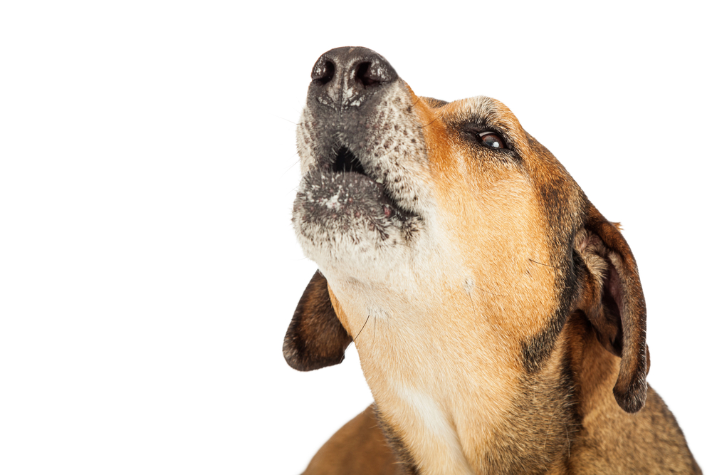 【獣医師監修】老犬の夜鳴きの原因と対策のコツをご紹介！【2023年版】