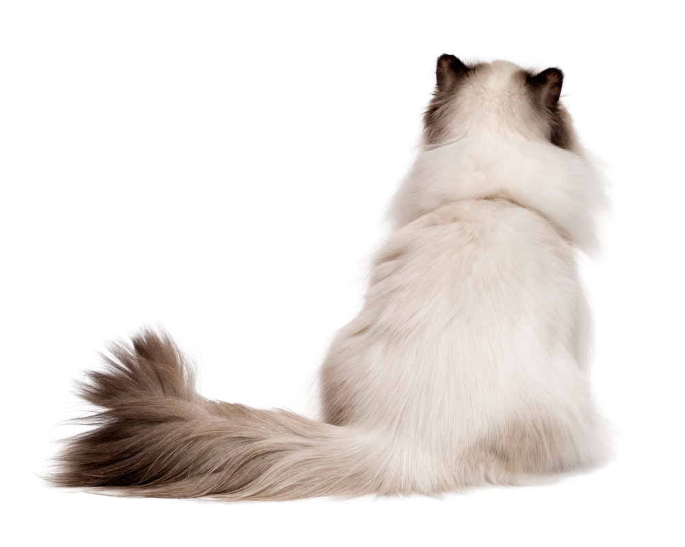 【獣医師監修】猫のしっぽが膨らむときってどんな時？【2023年版】
