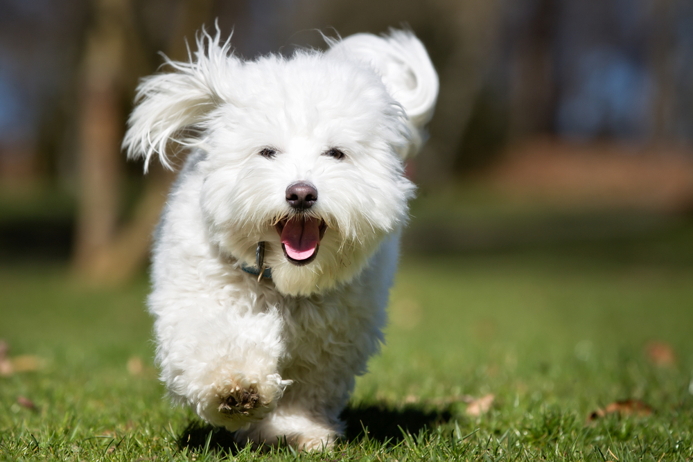 A purebred Coton de Tulear dog running without leash outdoors in the nature on a sunny day.