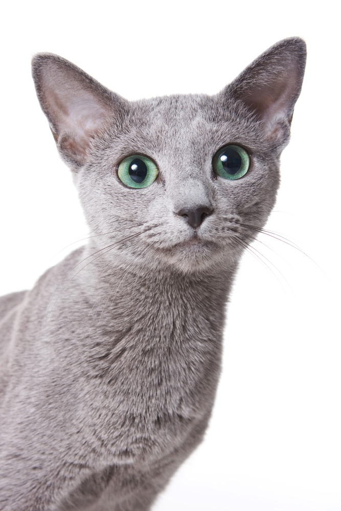 Russian blue cat portrait (isolated on white)