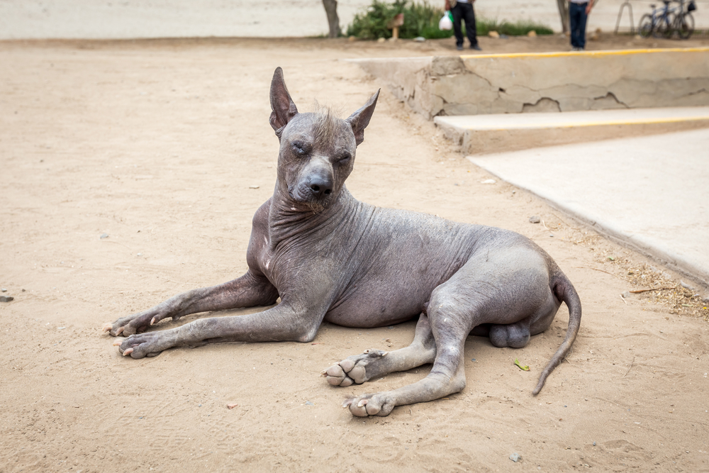 Peruvian Hairless dog
