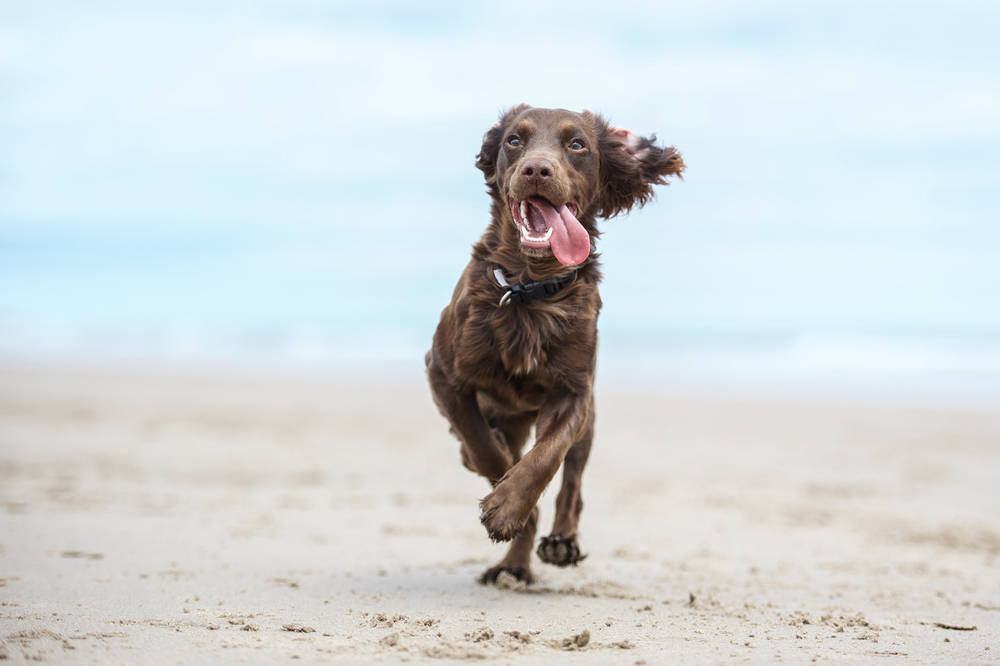 走る犬